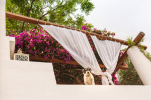 Sicily - Sunny impressions of the Aeolian Islands, also known as Aeolian Islands or Isole Eolie: Lipari, Stromboli, Salina, Vulcano, Panarea, Filicudi and Alicudi. Dog looks down from a roof terrace. Outside curtains as sun protection. Sicily - Sunny impressions of the Aeolian Islands, also known as Aeolian Islands or Isole Eolie: Lipari, Stromboli, Salina, Vulcano, Panarea, Filicudi and Alicudi. Dog looks down from a roof terrace. Outside curtains as sun protection.
